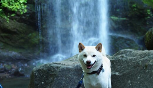 アマゾンCMの俳優は誰で出演番組は何？白い犬の犬種やCMの意味は?
